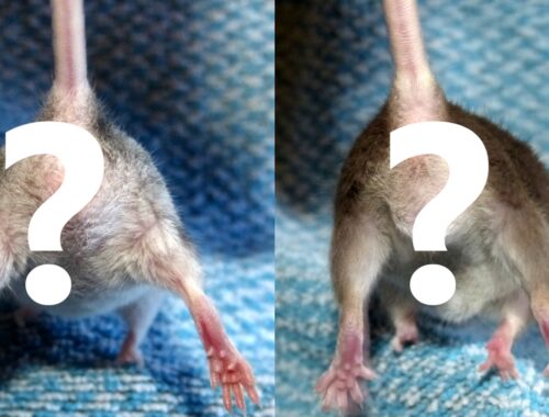 Samica i samiec myszy - jak rozpoznać płeć?
