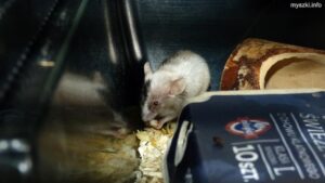 Myszka Iskierka jedząca kawałek krakersa (2021-06-24)