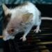 Myszka Iskierka jedząca kaszkę Nestlé Sinlac z patyczka (2021-06-29)
