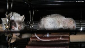 Myszki Iskierka i Oponka leżące na drabinkach w upalny dzień (2021-07-11)