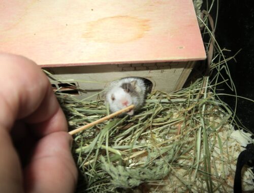 Myszka Oponka jedząca kaszkę Nestlé Sinlac z patyczka (2021-07-13)