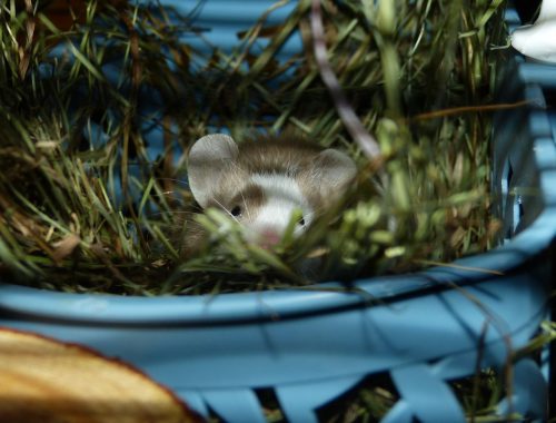 Myszka Kasztanka leżąca w koszyku z siankiem (2021-11-11)