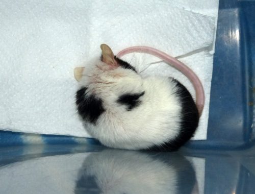 Myszka Sprężynka śpiąca w pojemniku podczas sprzątania jej klatki (2021-11-15)