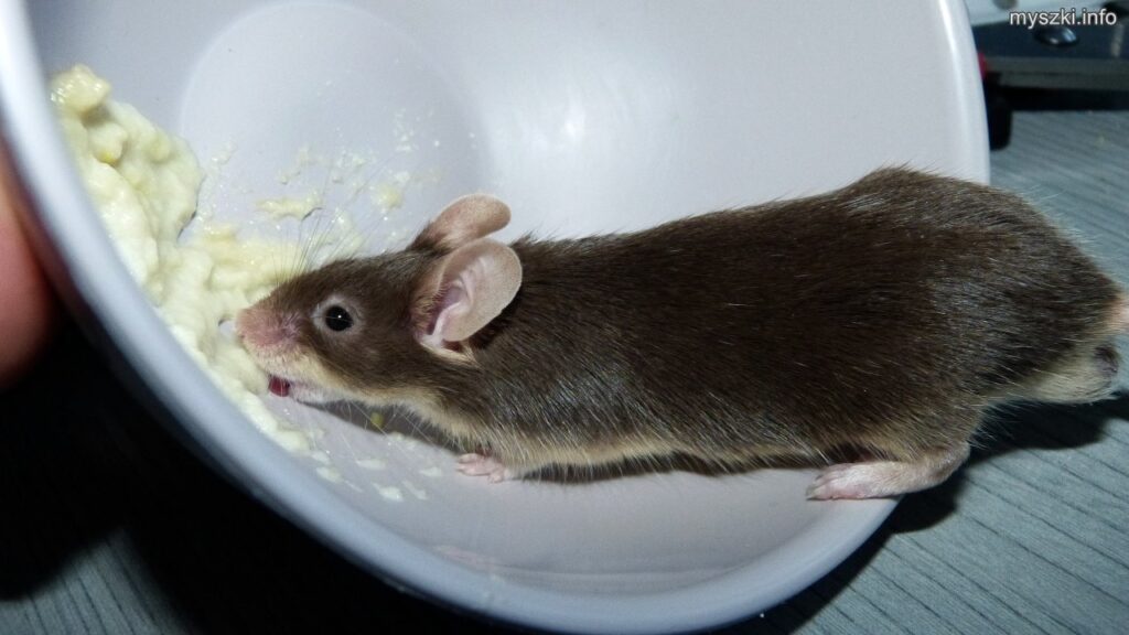 Myszka Kubuś jedzący kaszkę Nestlé Sinlac z miseczki (2022-04-14)