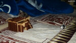 Myszki: Popiołek na domku z drewna, Okruszek na kocu (2023-02-01)