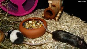 Integracja myszek - myszki Okruszek i Popiołek przy karmidełku (2023-02-01)