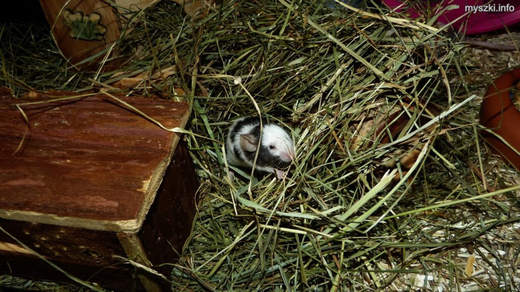 Integracja myszek - myszki Okruszek i Popiołek schowane w sianku (2023-02-01)