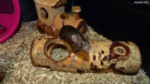 Myszka Popiołek na tunelu z drewna (2023-02-26)