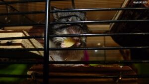 Myszka Sadza jedzący żółty ser (2023-03-03)