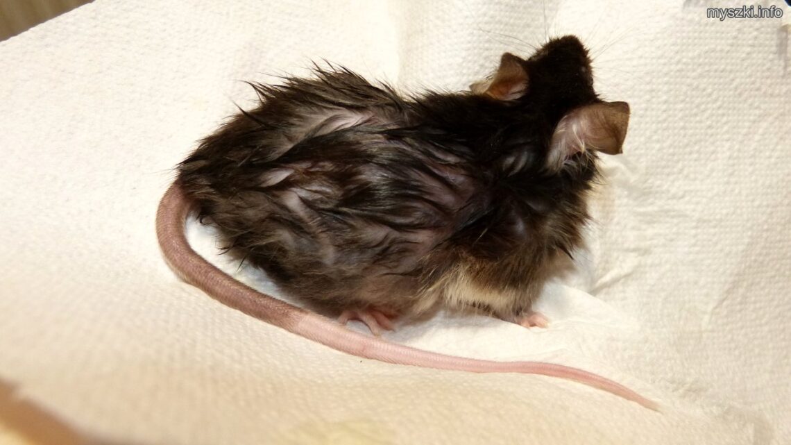 Myszka Sadza po naniesieniu na skórę preparatu przeciwgrzybiczego, keratolitycznego i roztoczobójczego (2023-03-05)