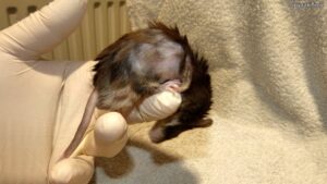 Myszka Sadza po naniesieniu na skórę preparatu przeciwgrzybiczego, keratolitycznego i roztoczobójczego; widoczne wyłysienie na prawym boku (2023-03-12)