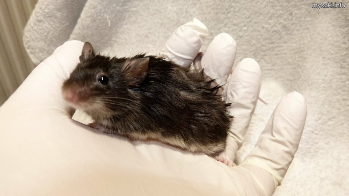 Myszka Sadza po naniesieniu na skórę preparatu przeciwgrzybiczego, keratolitycznego i roztoczobójczego (2023-03-26)