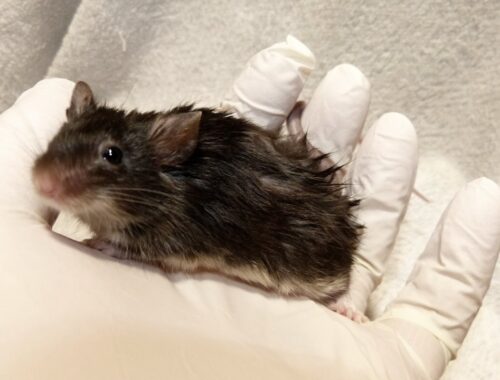 Myszka Sadza po naniesieniu na skórę preparatu przeciwgrzybiczego, keratolitycznego i roztoczobójczego (2023-03-26)