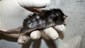 Myszka Sadza po naniesieniu na skórę preparatu przeciwgrzybiczego, keratolitycznego i roztoczobójczego; widoczne wyłysienie na prawym boku (2023-03-26)