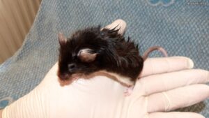 Myszka Sadza po naniesieniu na skórę preparatu przeciwgrzybiczego, keratolitycznego i roztoczobójczego (2023-04-10)