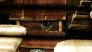 Myszka Roger w domku z drewna (2024-01-28)