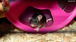 Myszka Mochi w kołowrotku (2024-02-17)