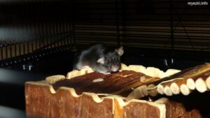 Myszka Mochi leżąca na domku z drewna (2024-02-21)