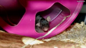 Myszka Mochi w kołowrotku (2024-02-21)