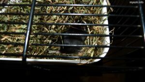 Myszka Mochi leżąca w pojemniku z siankiem (2024-02-25)