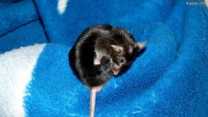 Myszka Mochi na kocu, pielęgnująca swoje futerko (2024-02-29)