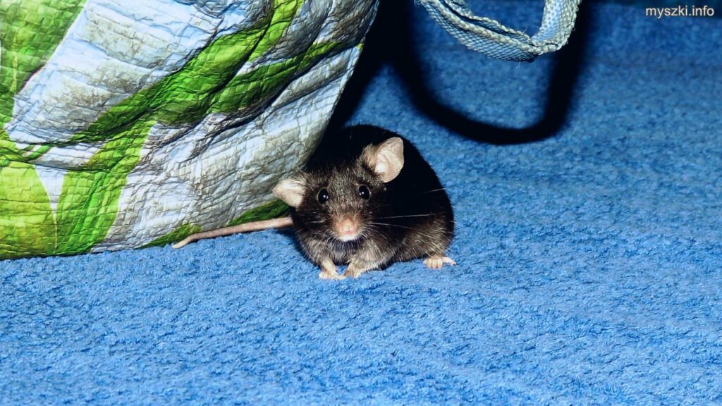 Myszka Mochi na kocu (2024-04-09)