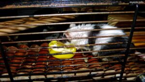 Myszka Roger jedząca kaszkę Nestlé Sinlac (2024-05-22)