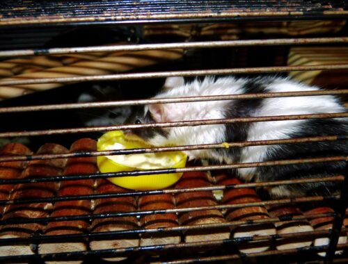 Myszka Roger jedząca kaszkę Nestlé Sinlac (2024-05-22)