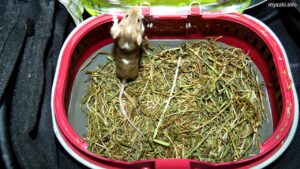 Myszka Promyk w transporterku (2024-07-04)