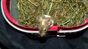 Myszka Promyk w transporterku (2024-07-04)