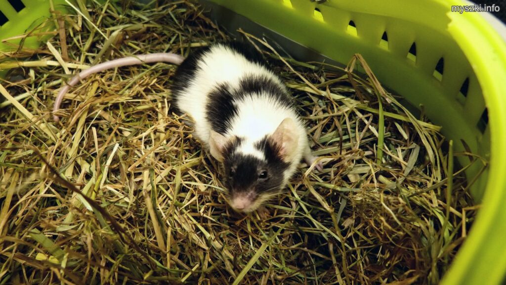 Myszka Roger w transporterku z siankiem (2024-11-27)