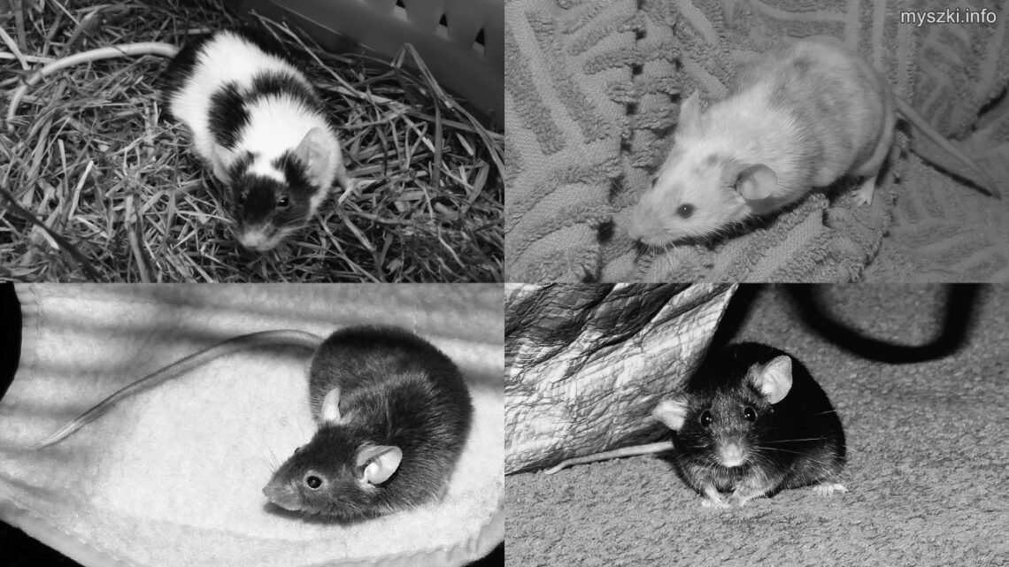 Myszki, które odeszły za tęczowy most (2024-2025): Roger, Duszek, Grafi, Mochi