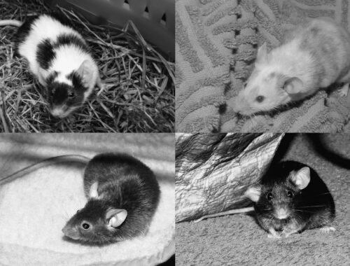 Myszki, które odeszły za tęczowy most (2024-2025): Roger, Duszek, Grafi, Mochi