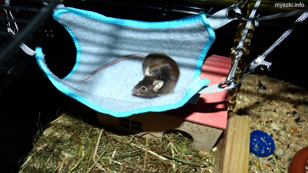 Myszka Grafi na podwieszonym hamaku (2025-07-22)