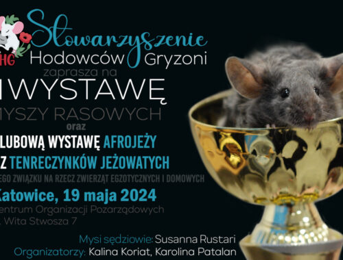 III Wystawa myszy rasowych oraz klubowa wystawa afrojeży i tenreczynków jeżowatych - 2024-05-19, Katowice, Wita Stwosza 7